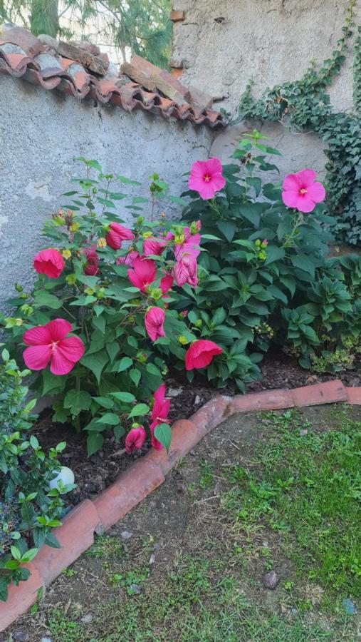 La Tana Dei Corgi Bed & Breakfast Moncrivello Bagian luar foto